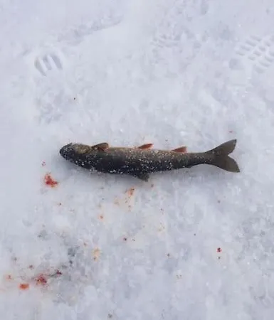 Bestemors Hus Ca 3mil Utenfor Sent Dom wakacyjny